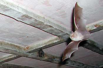 Horseshoes bats in Mill House